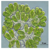 Bioengineering 07 00129 i005 Bioengineering 07 00129 i005