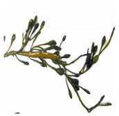 Bioengineering 07 00129 i007 Bioengineering 07 00129 i007