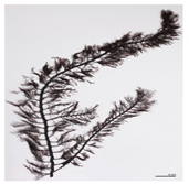 Bioengineering 07 00129 i011 Bioengineering 07 00129 i011