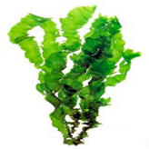 Bioengineering 07 00129 i013 Bioengineering 07 00129 i013