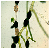 Bioengineering 07 00129 i015 Bioengineering 07 00129 i015