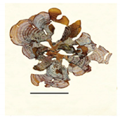 Bioengineering 07 00129 i017 Bioengineering 07 00129 i017