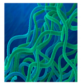 Bioengineering 07 00129 i019 Bioengineering 07 00129 i019