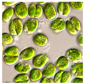 Bioengineering 07 00129 i021 Bioengineering 07 00129 i021