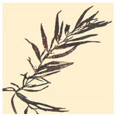 Bioengineering 07 00129 i023 Bioengineering 07 00129 i023