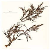 Bioengineering 07 00129 i027 Bioengineering 07 00129 i027