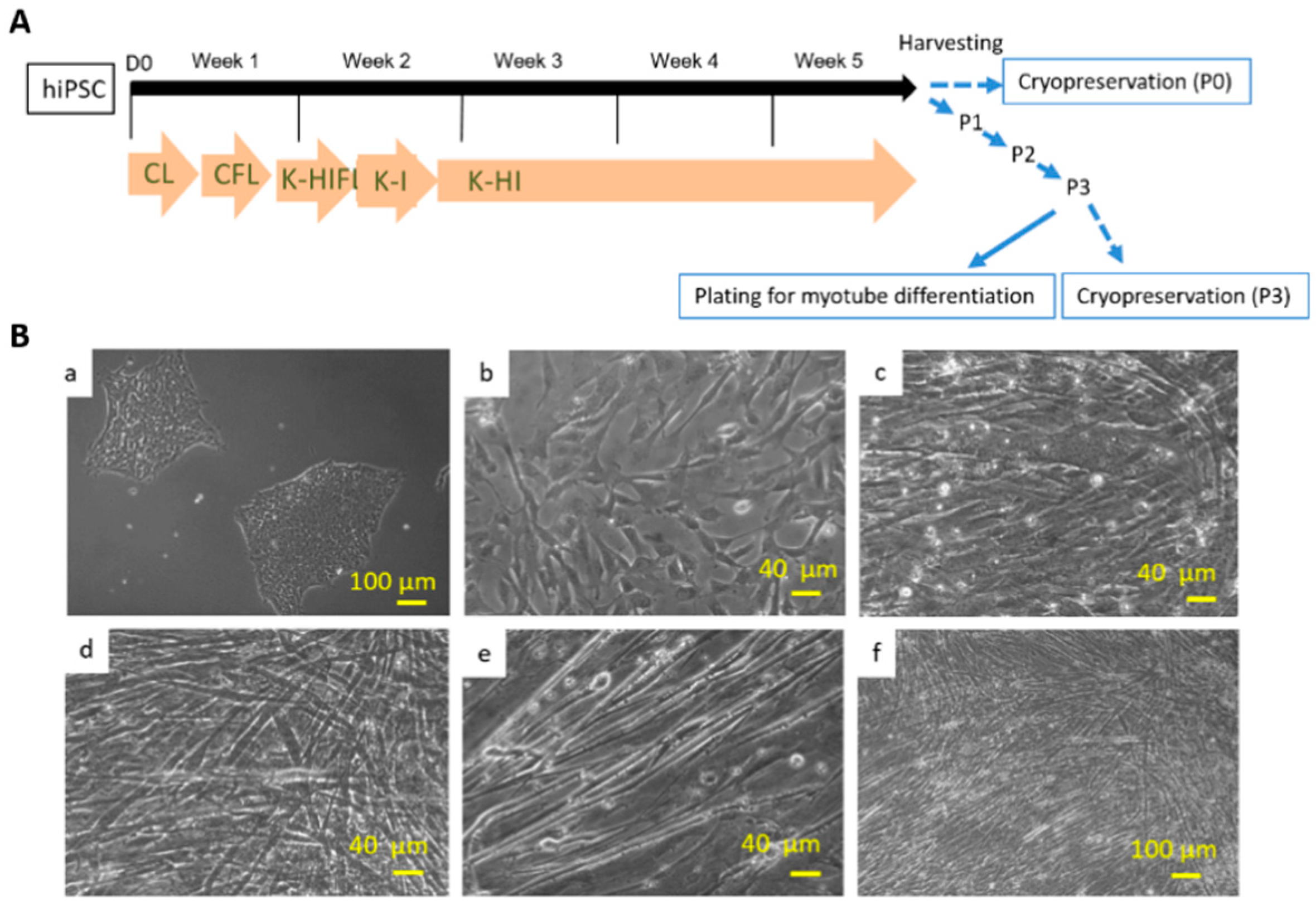 Bioengineering 07 00133 g001