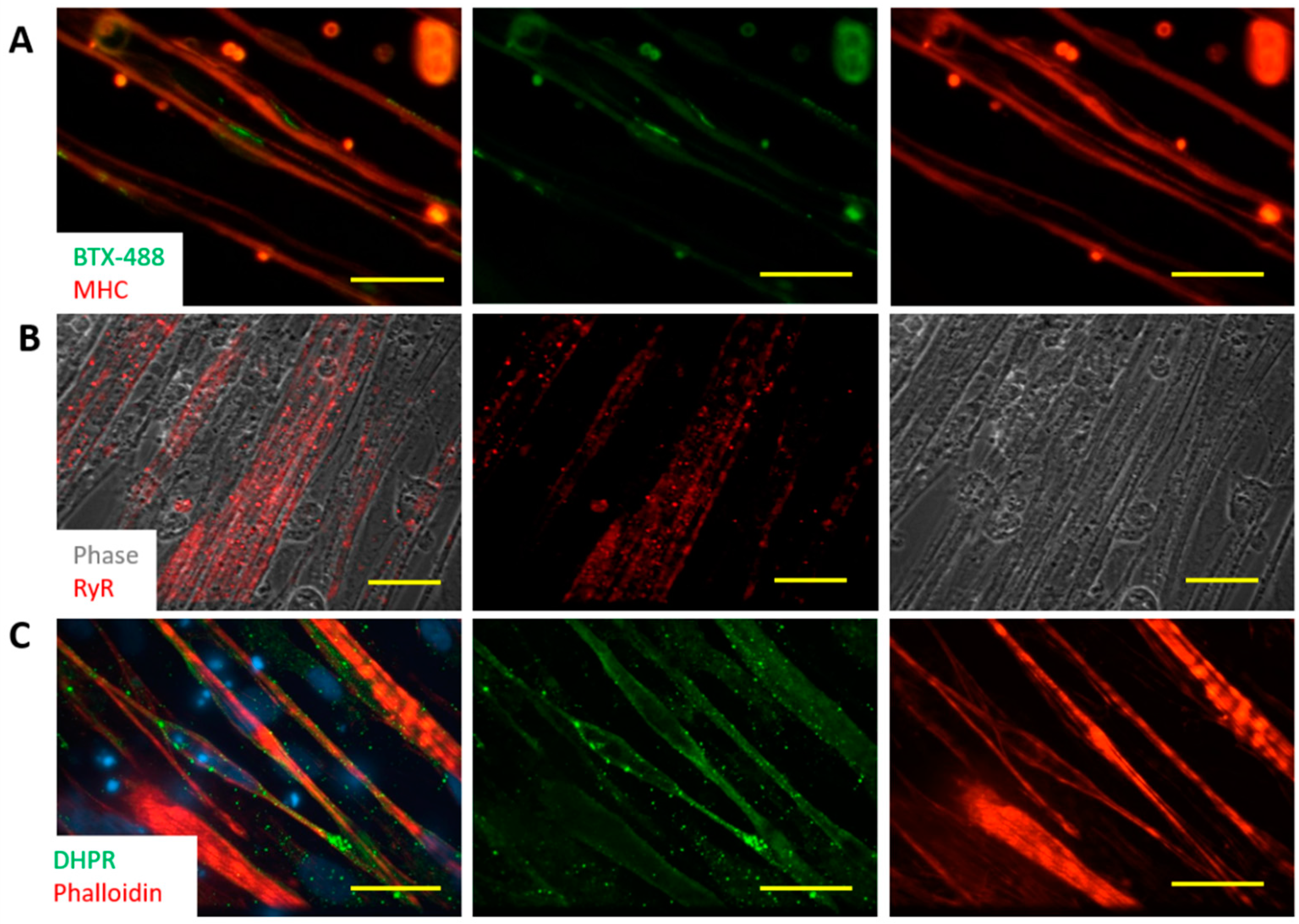 Bioengineering 07 00133 g004