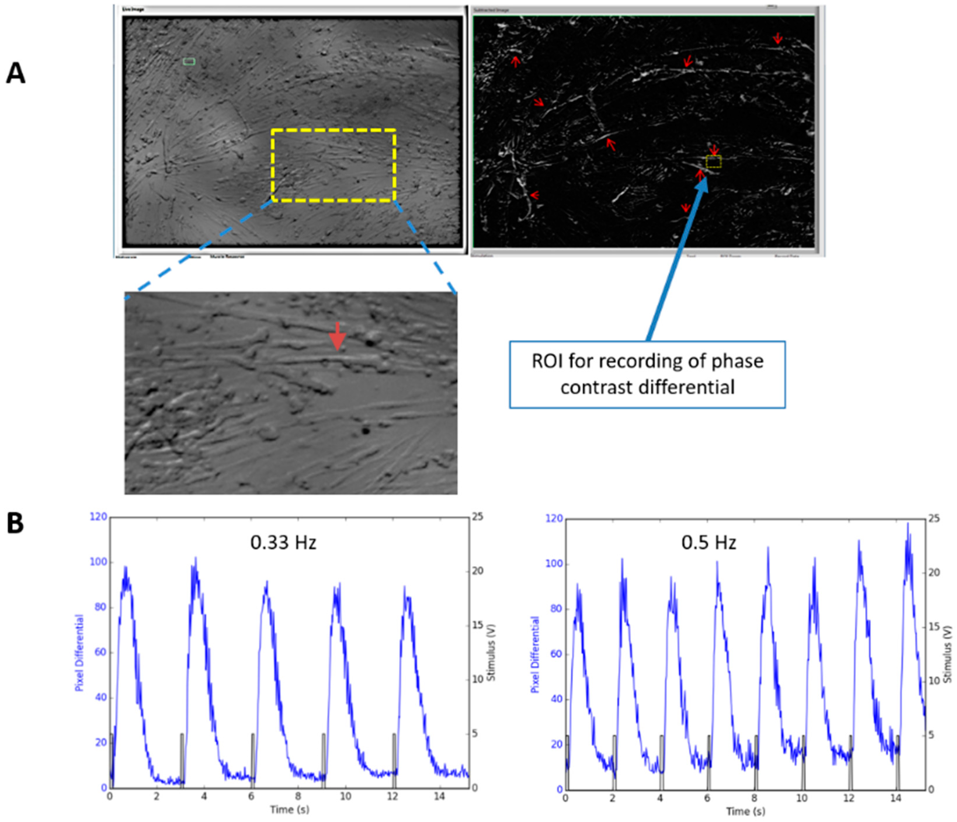 Bioengineering 07 00133 g006