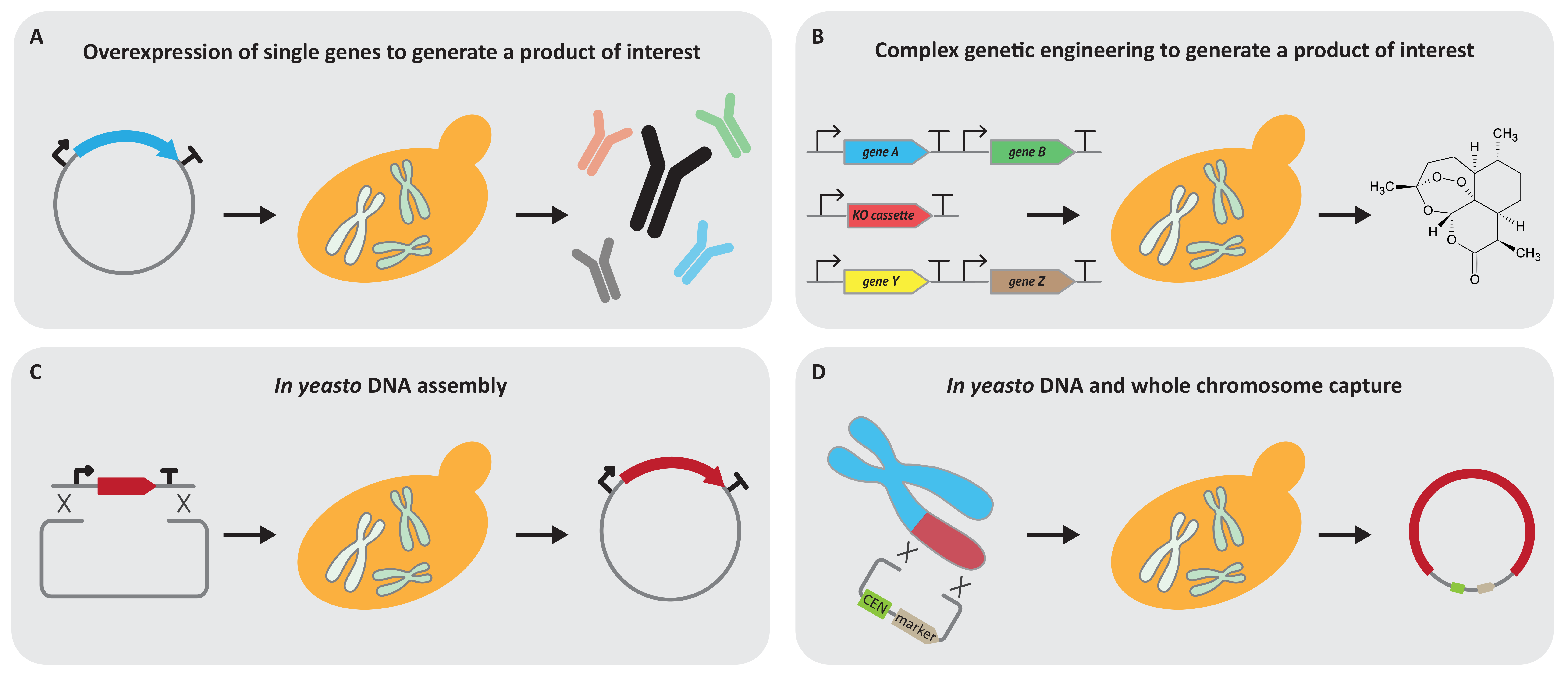 Genetic Engineering and Synthetic Genomics in Yeast to