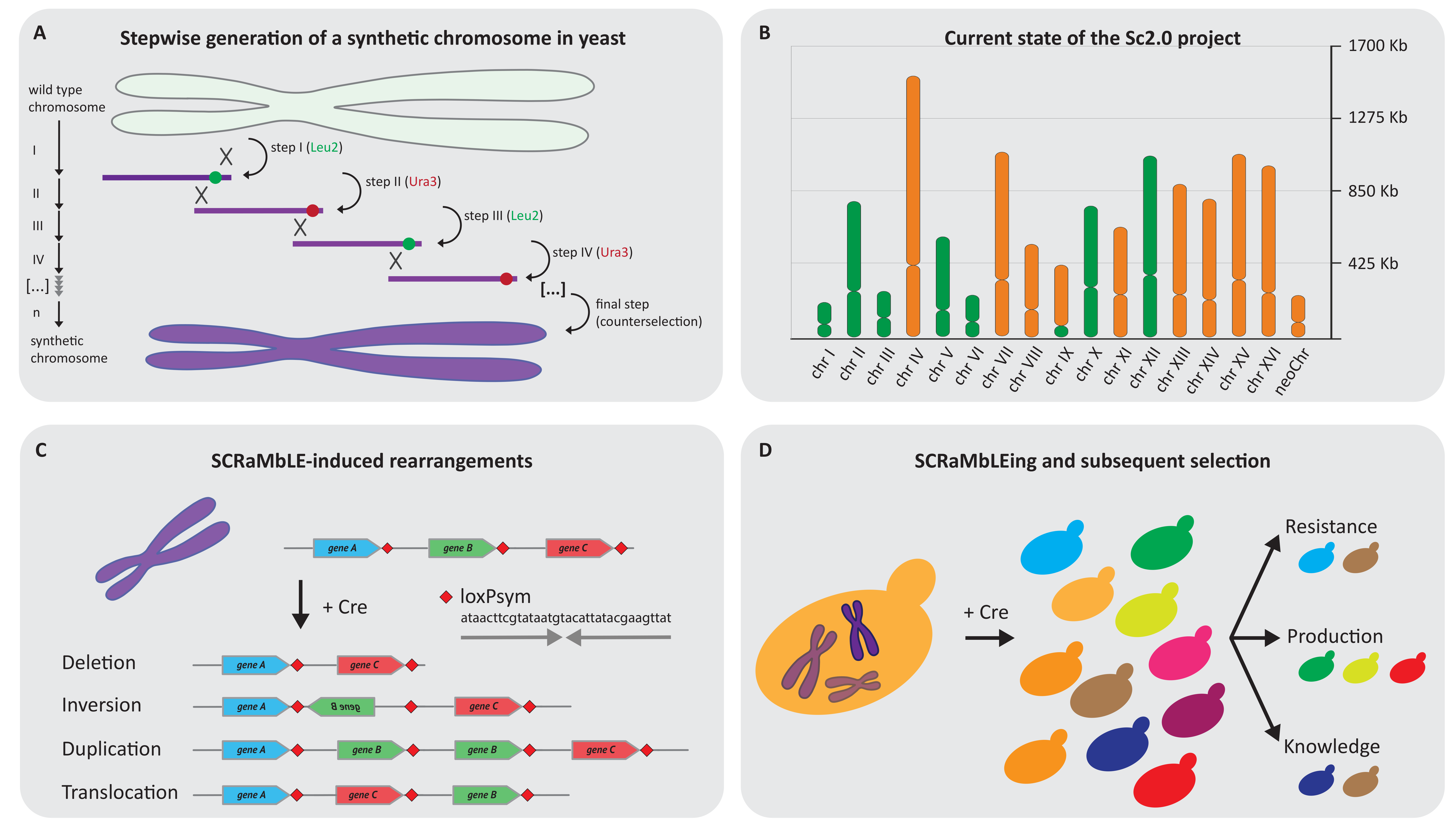 A High-Affinity Monoclonal Antibody Against the Pancreatic