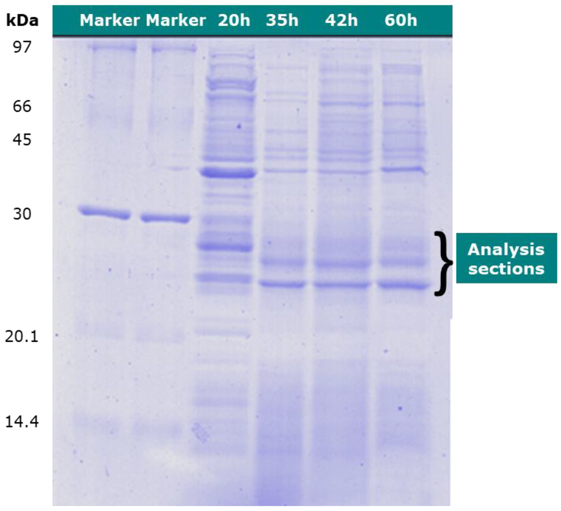 Bioengineering 07 00154 g004 Bioengineering 07 00154 g004
