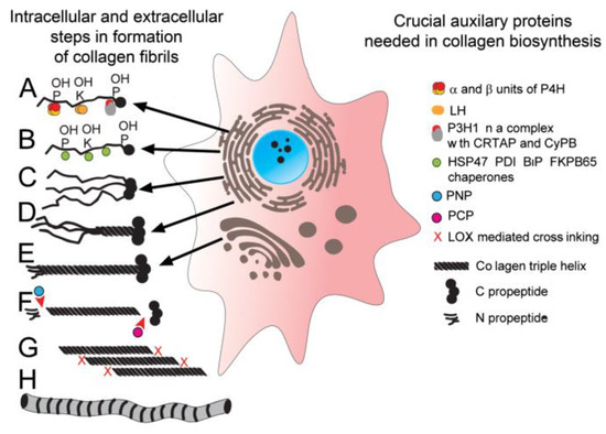 PDF) Identification of collagen-based materials that are supports