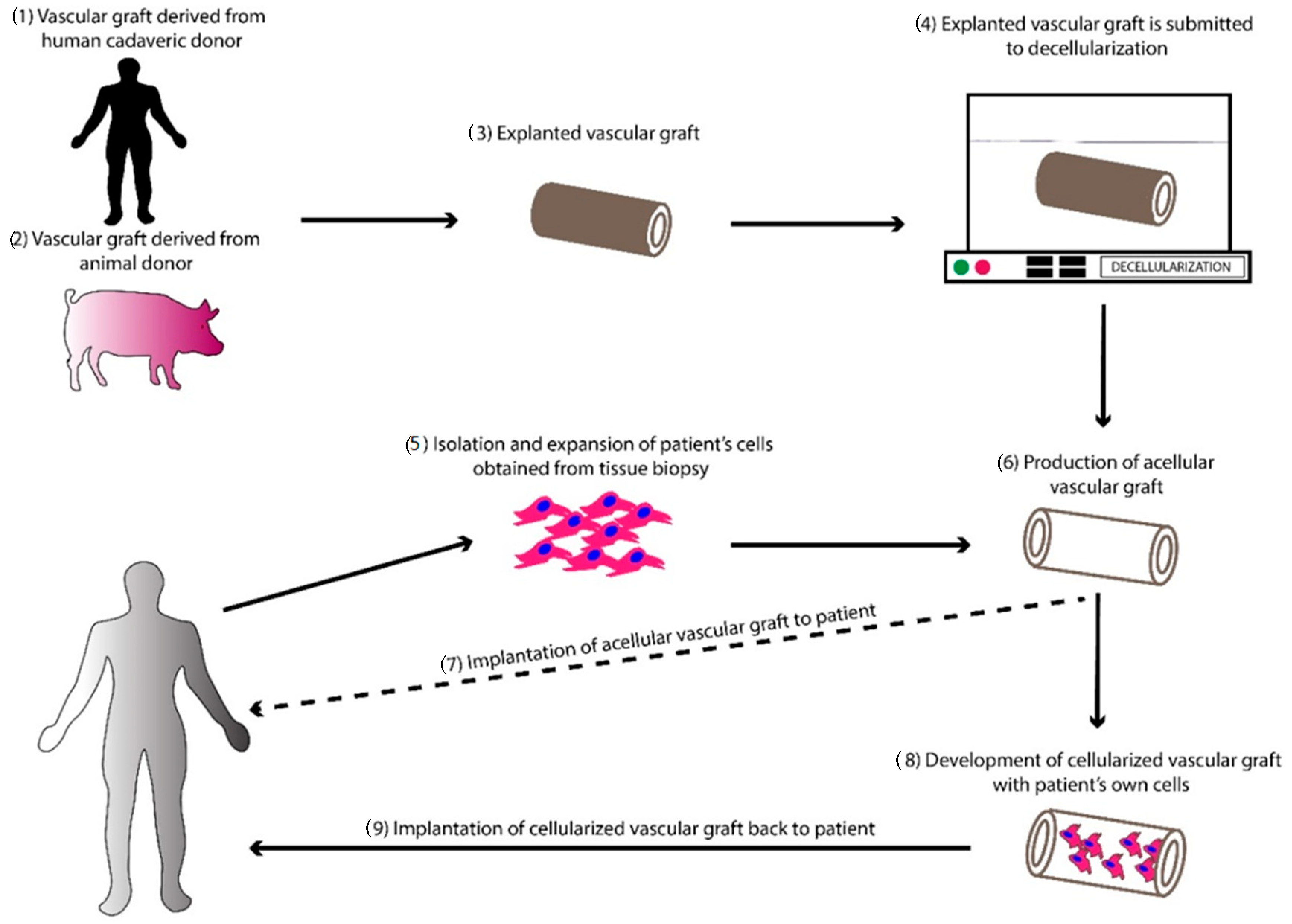Bioengineering 07 00160 g002