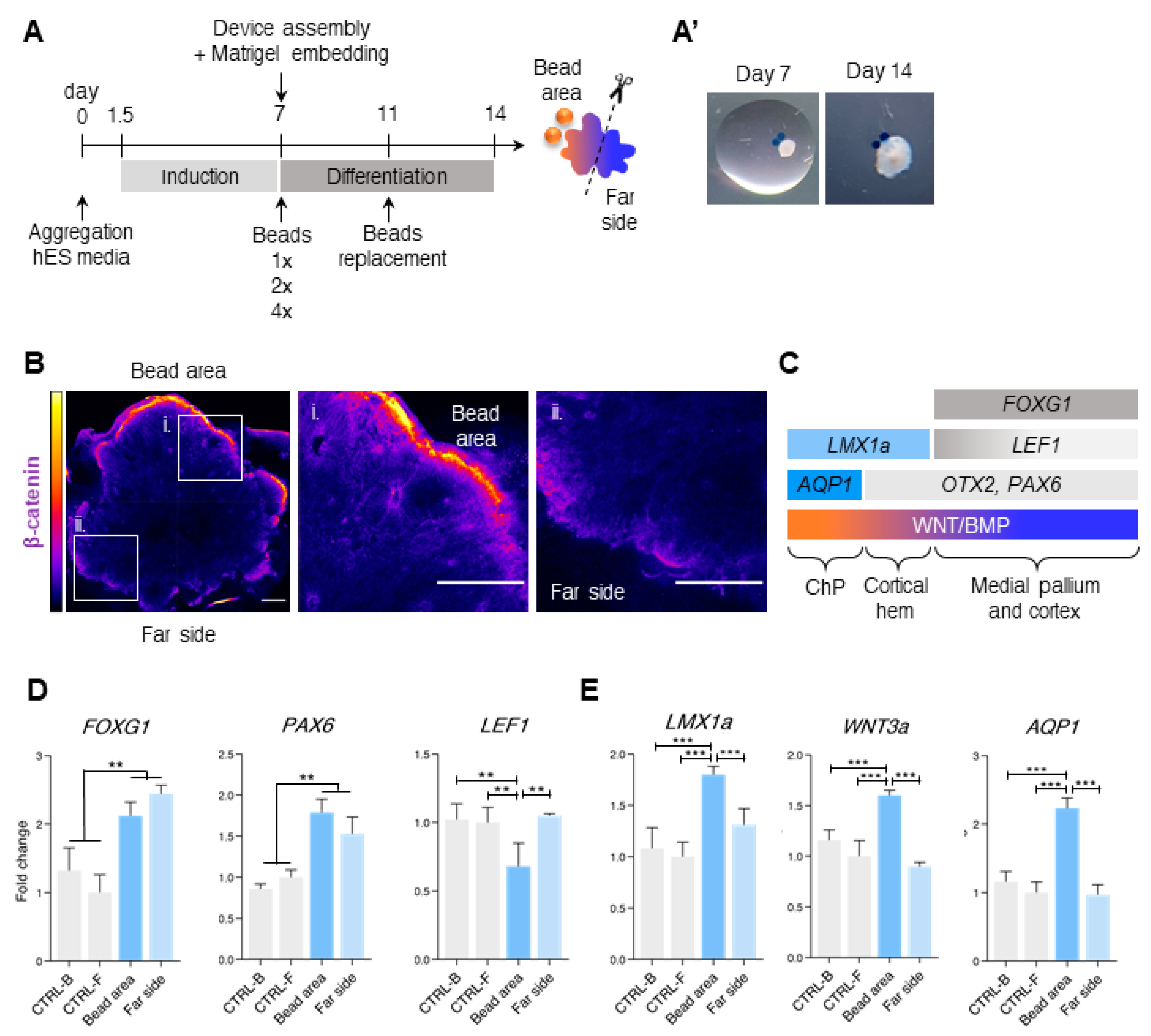 Bioengineering 07 00164 g002 Bioengineering 07 00164 g002