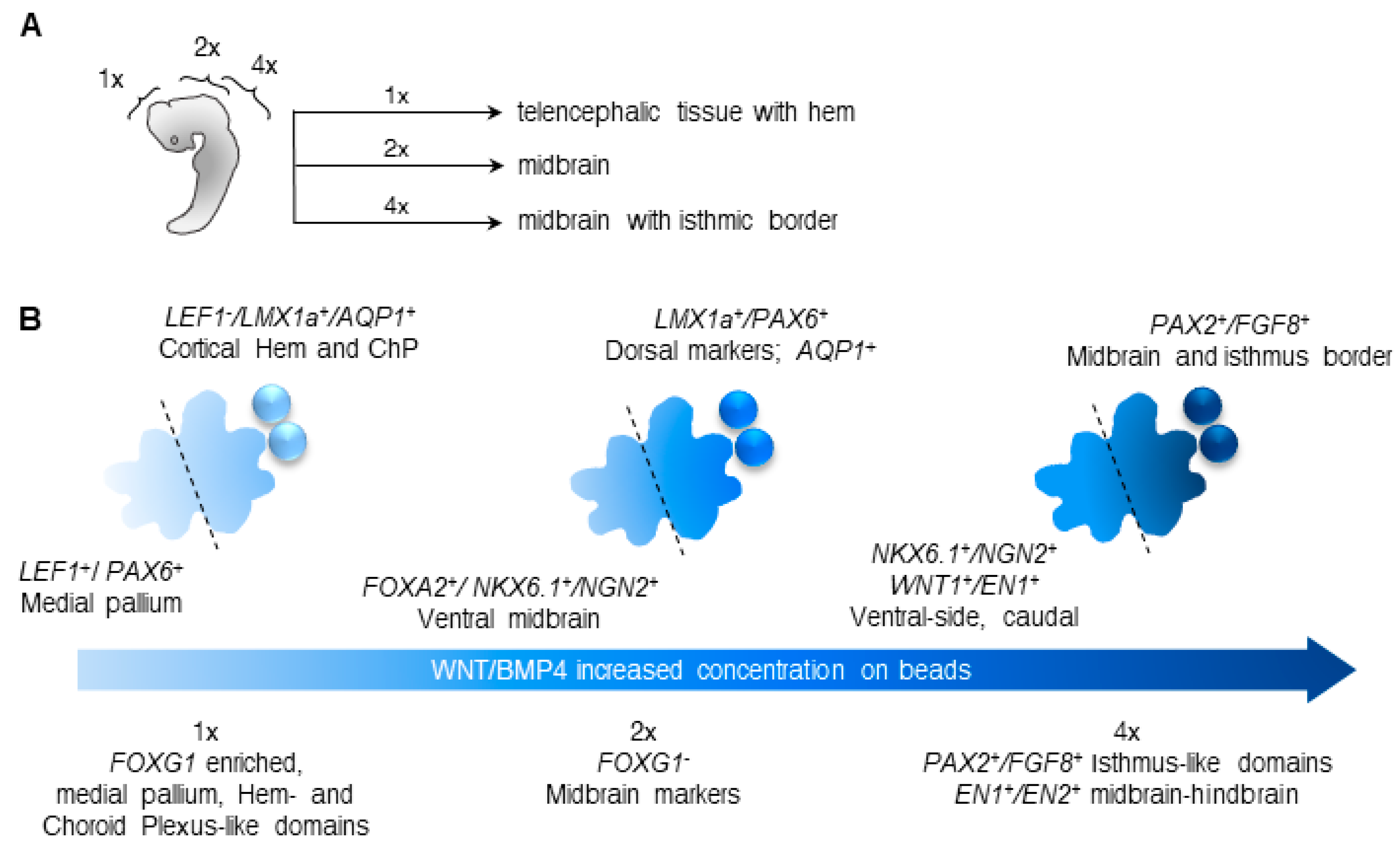 Bioengineering 07 00164 g006 Bioengineering 07 00164 g006