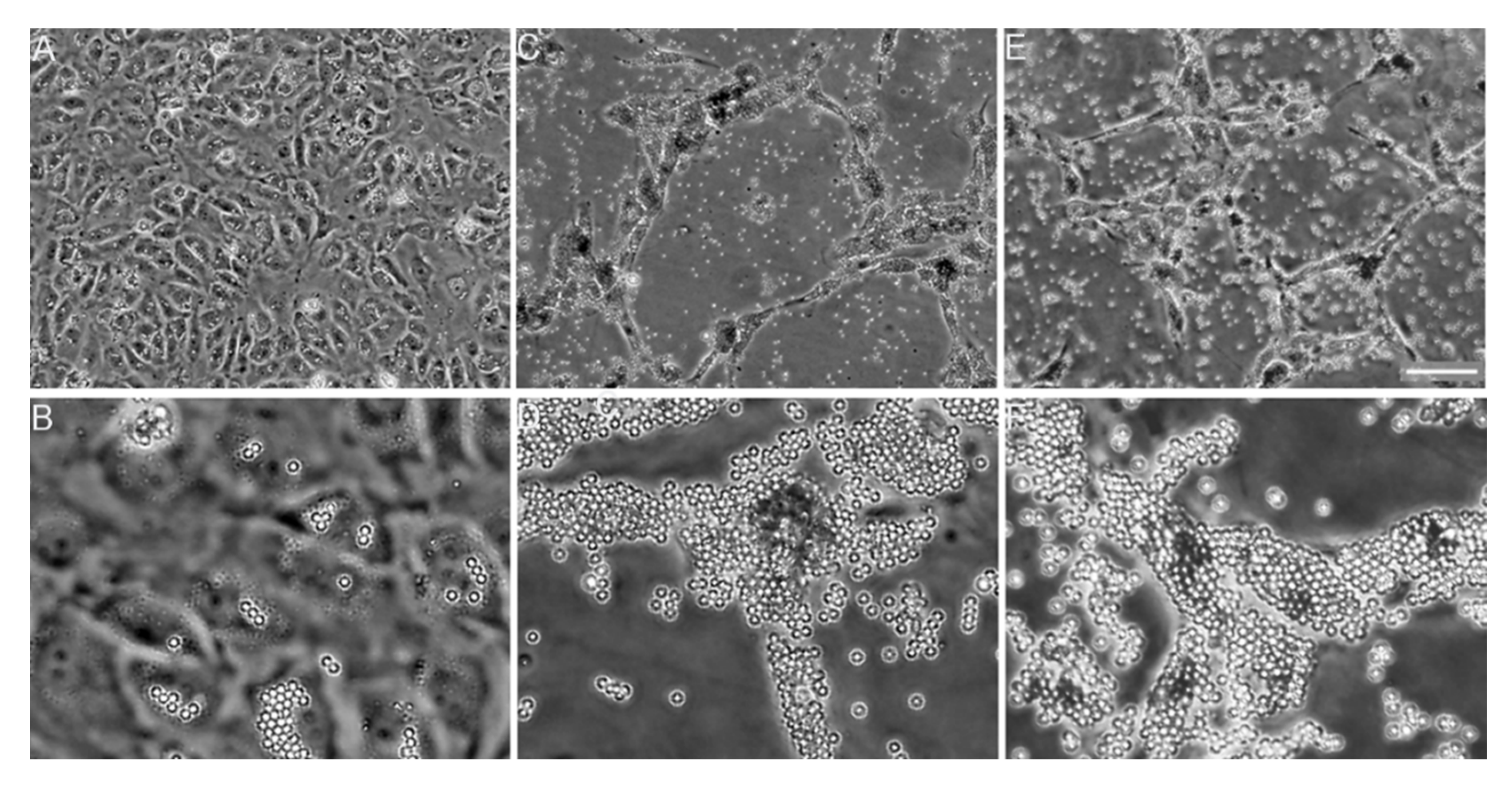 Bioengineering 08 00003 g010