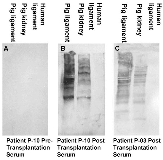 Bioengineering 08 00010 g002 550