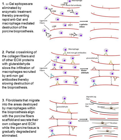 Bioengineering 08 00010 g003 550