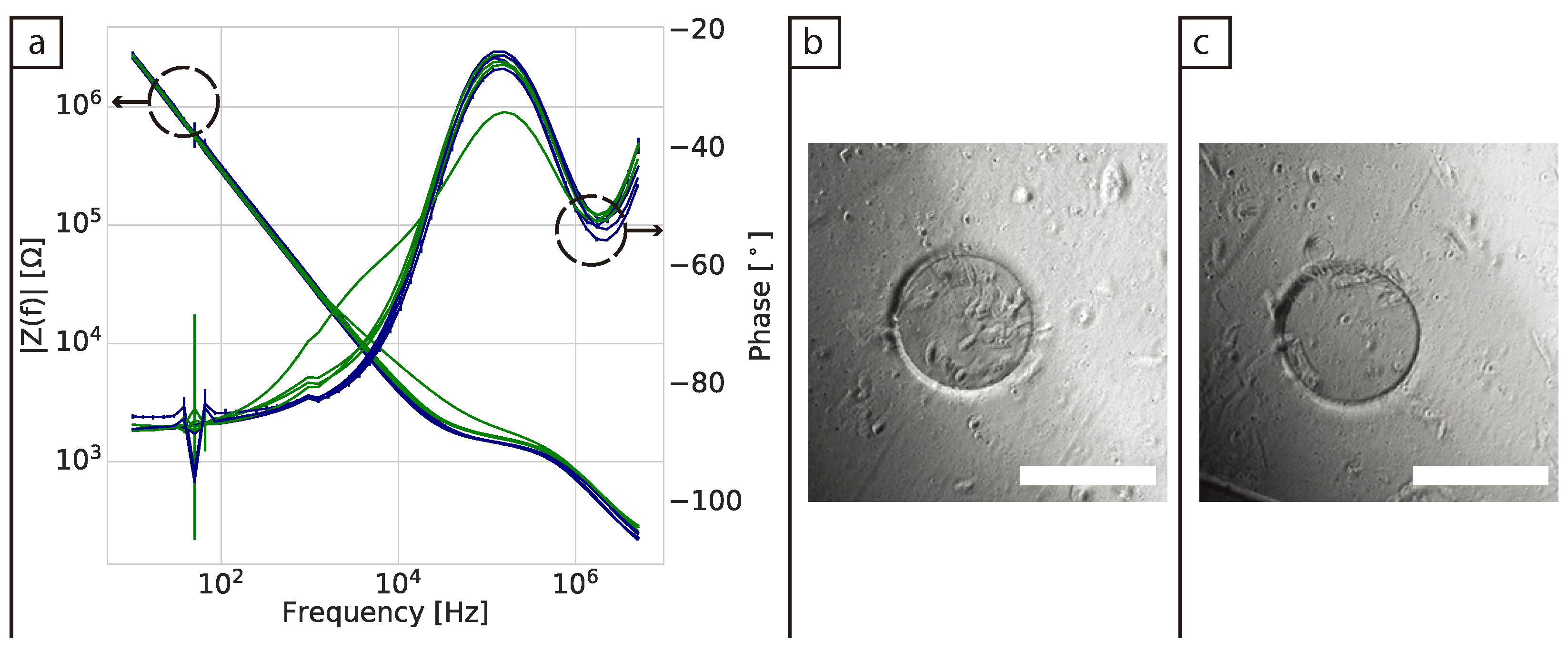 Bioengineering 08 00011 g001