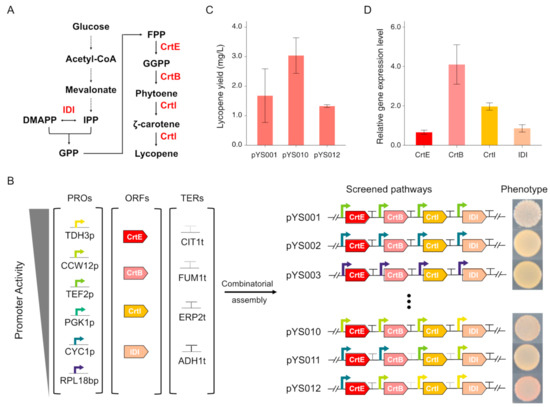 Systematical Engineering of Synthetic Yeast for Enhanced