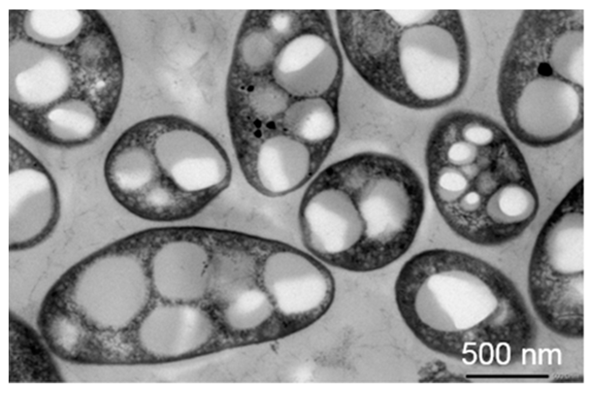 Bioengineering 08 00029 g004