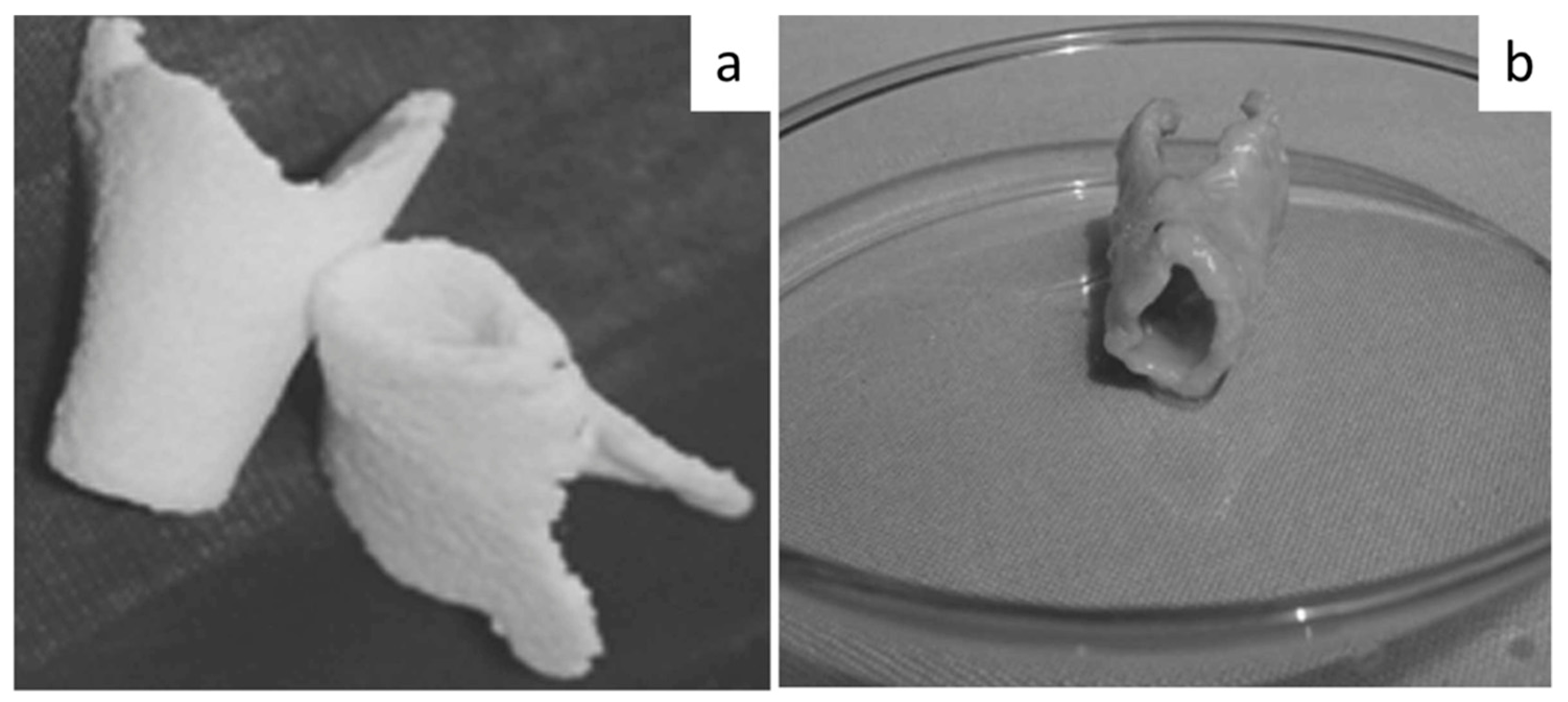 Bioengineering 08 00029 g011