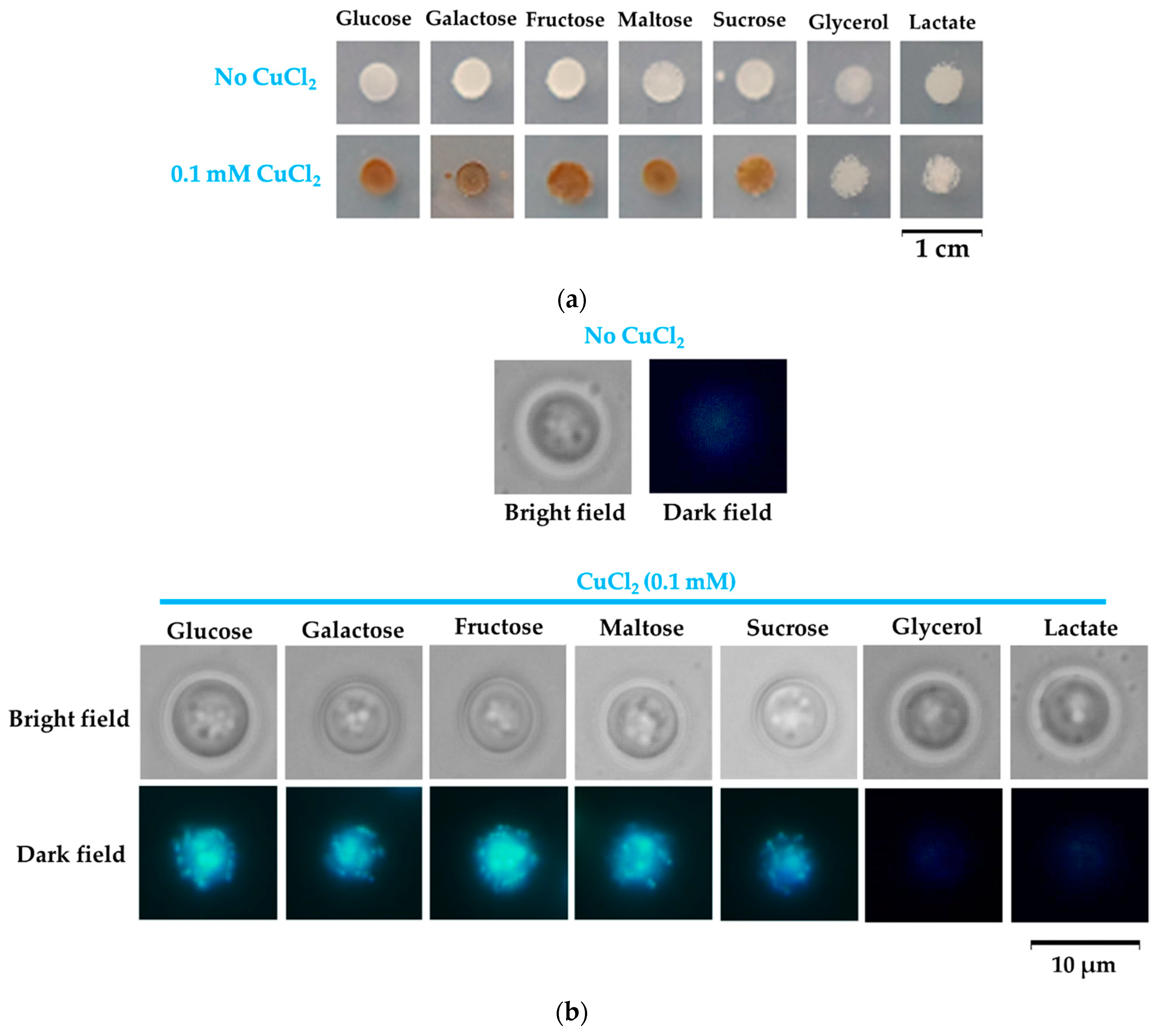 Bioengineering 08 00036 g008