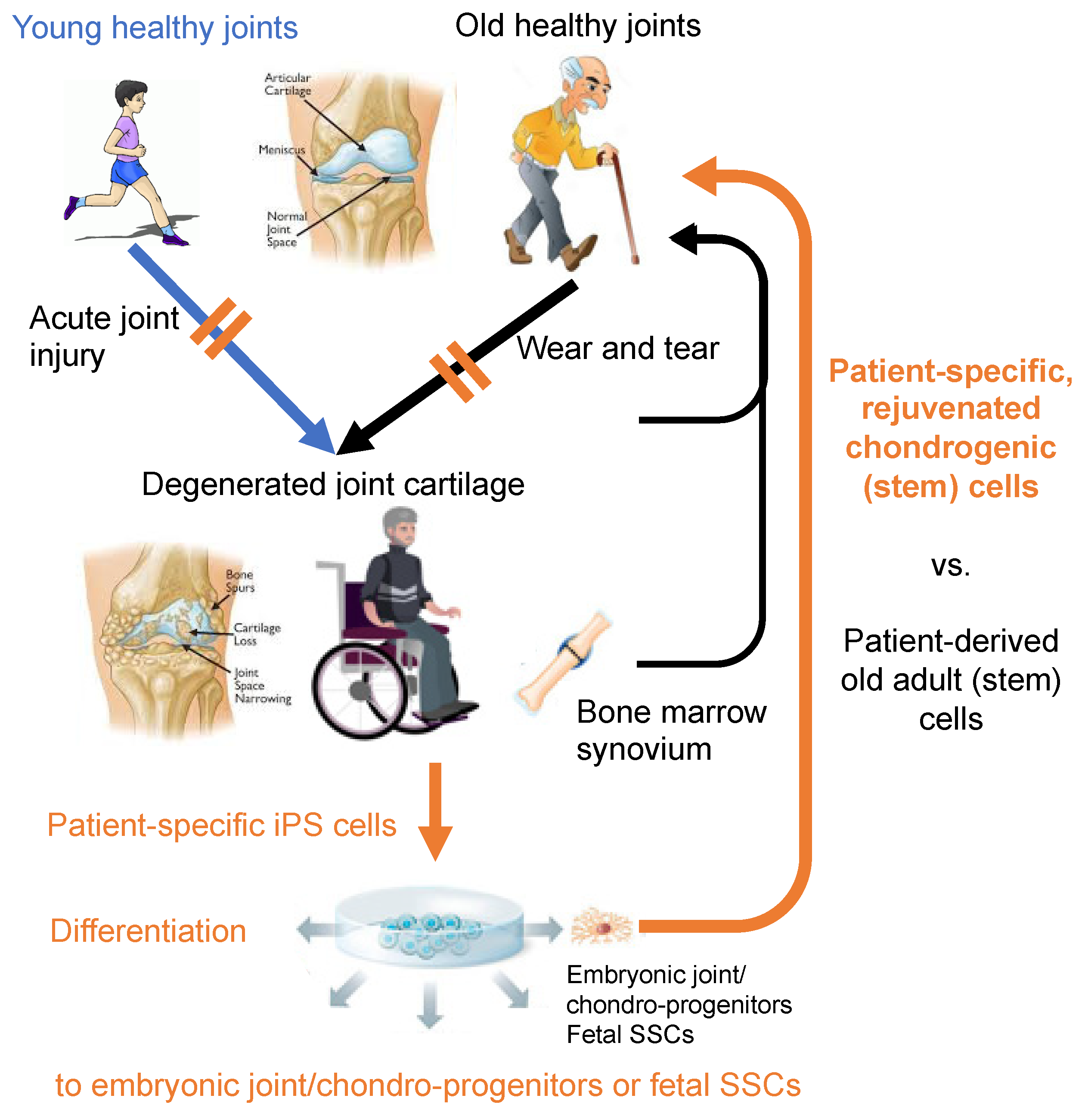 Bioengineering 08 00046 g003