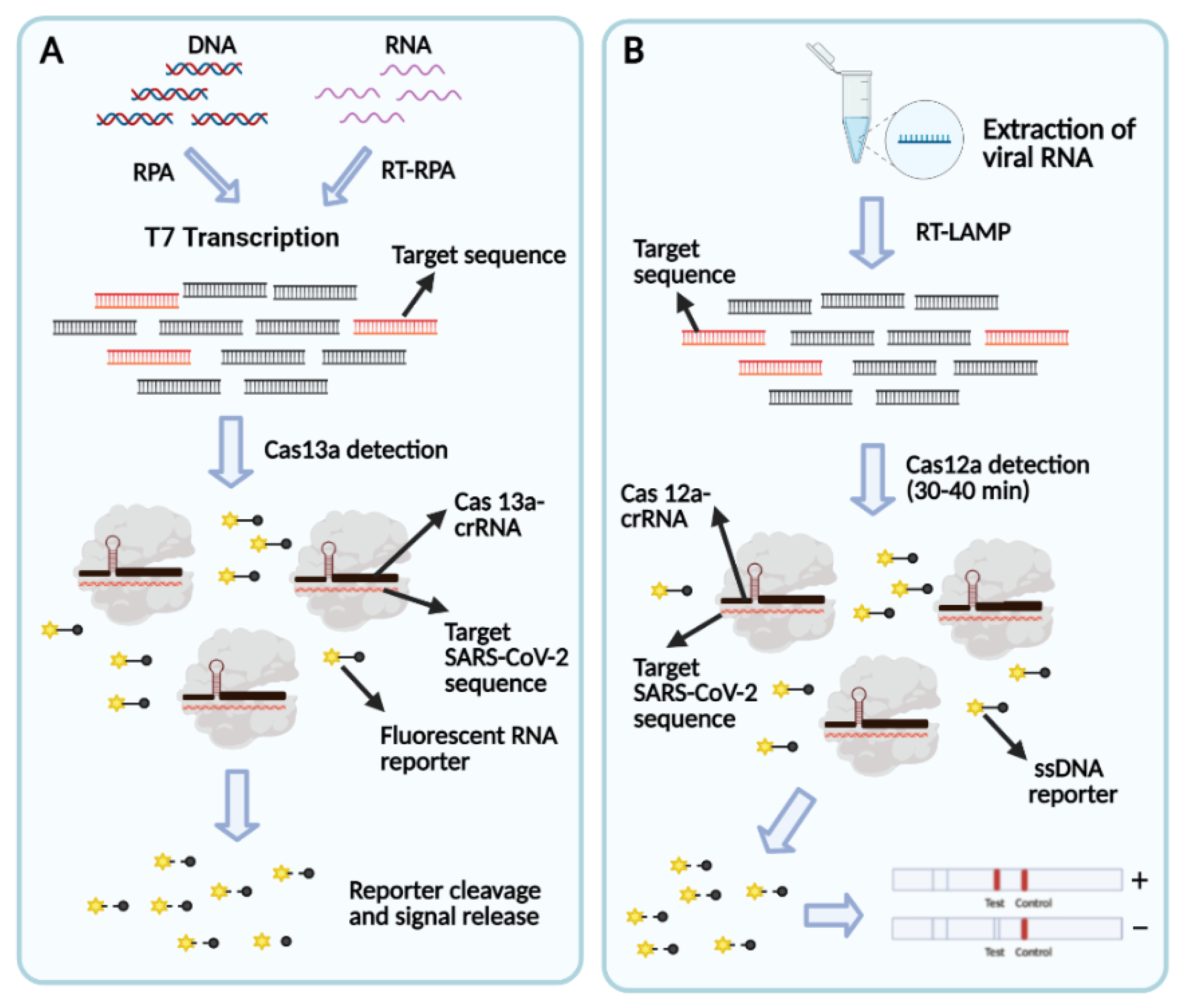 Bioengineering Free Full Text Covid 19 Diagnostic Strategies Part I Nucleic Acid Based Technologies Html