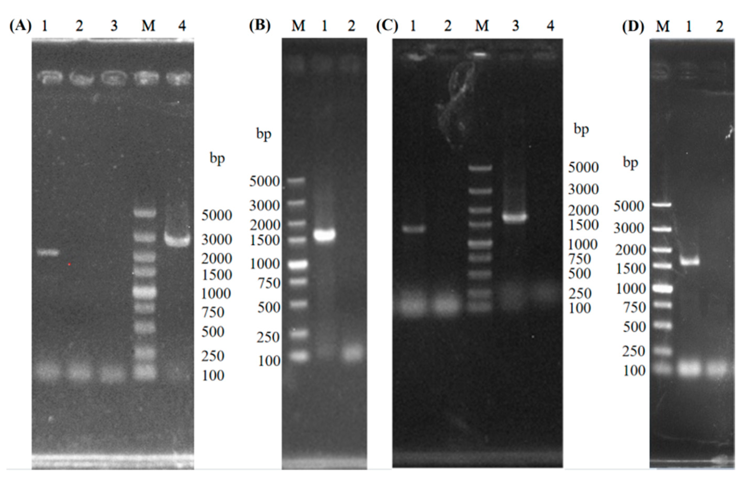 Bioengineering 08 00061 g001