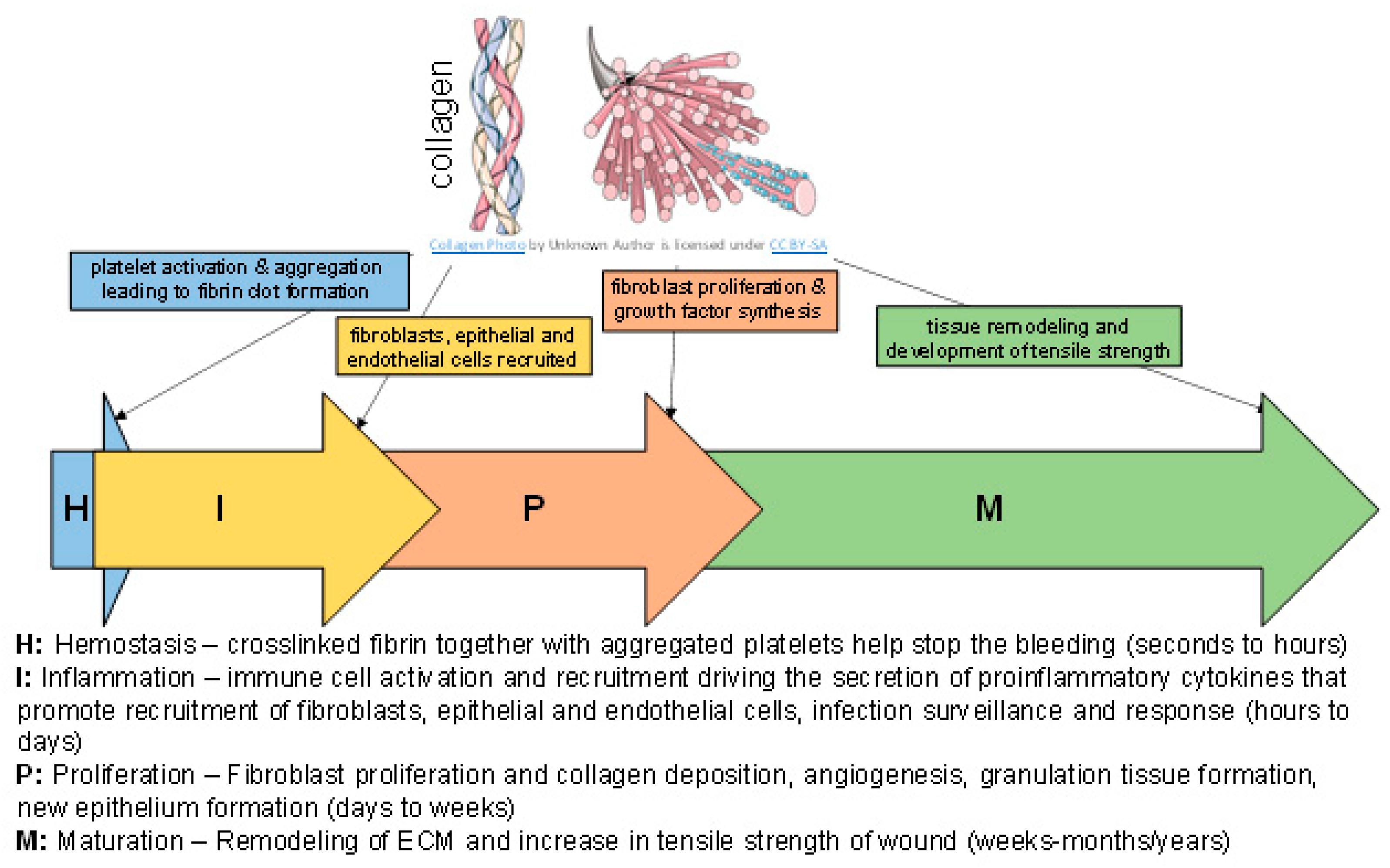 Bioengineering, Free Full-Text