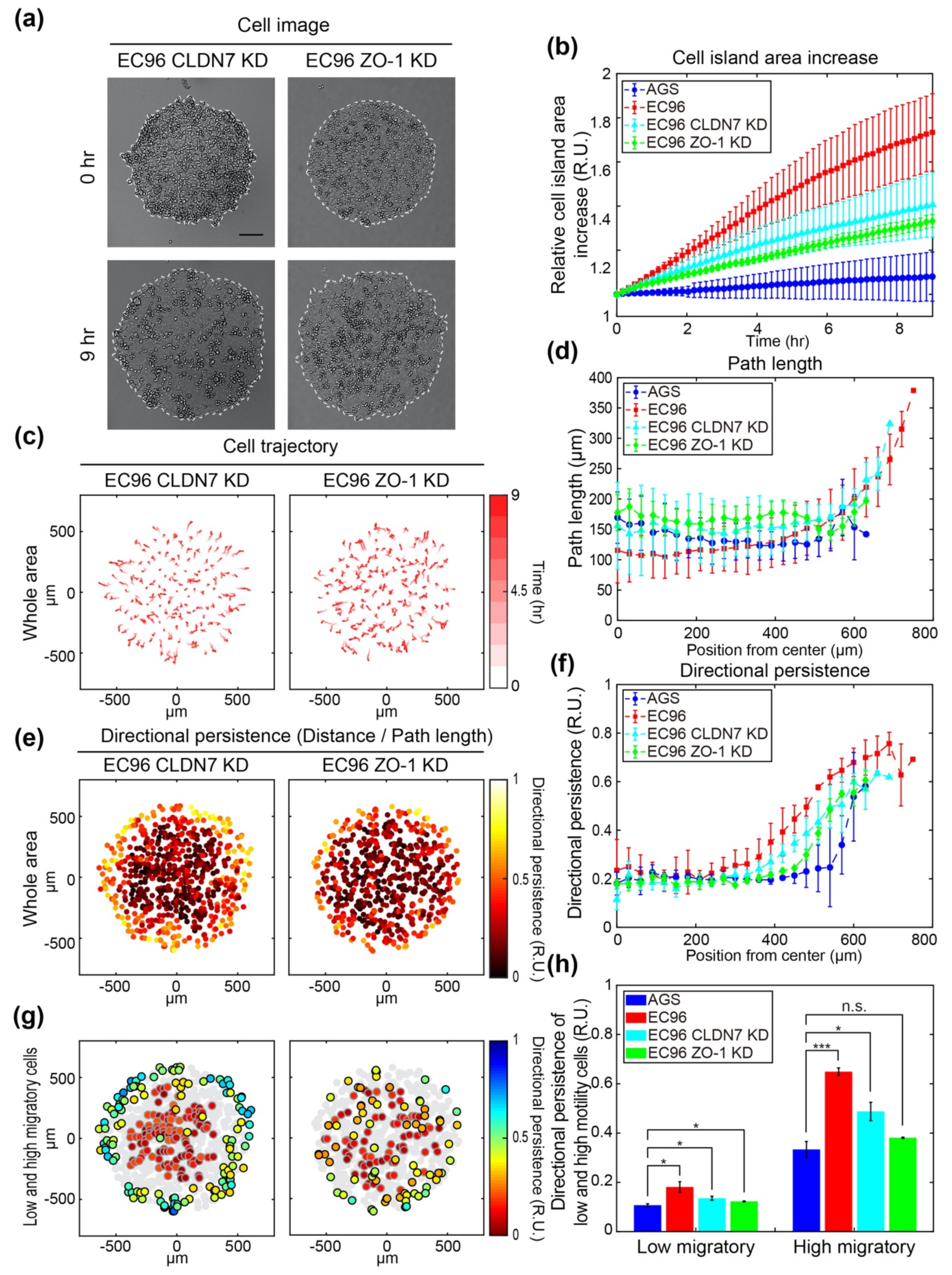 Bioengineering Free Full Text Expression Of E Cadherin In Epithelial Cancer Cells Increases Cell Motility And Directionality Through The Localization Of Zo 1 During Collective Cell Migration Html
