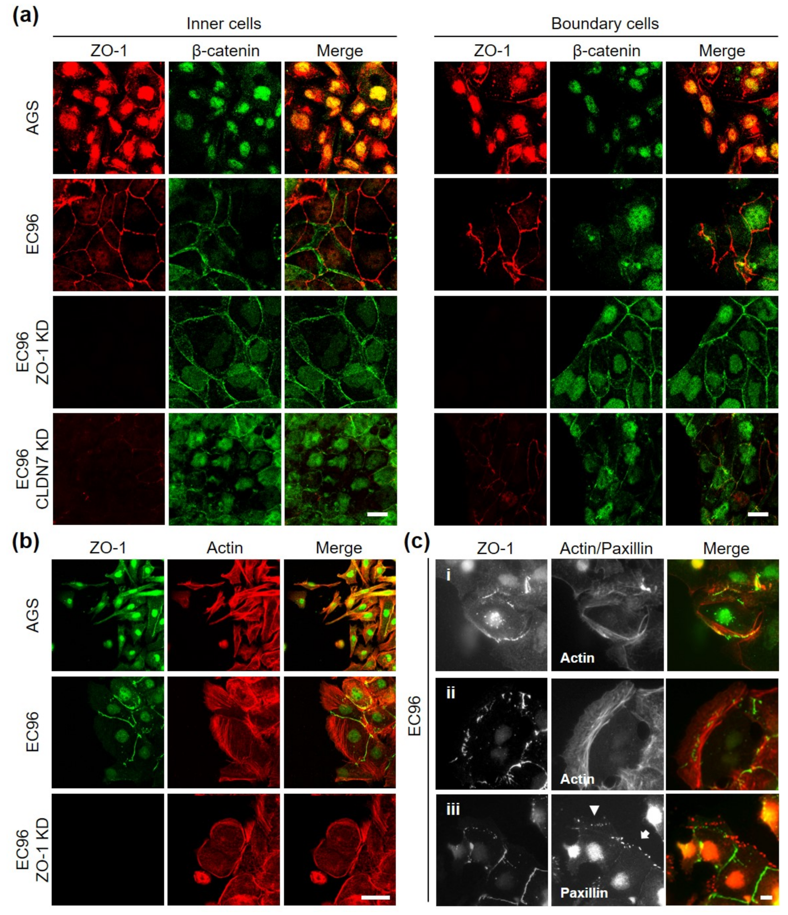 Bioengineering 08 00065 g005