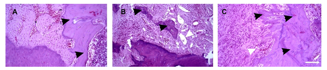 Bioengineering 08 00075 g007