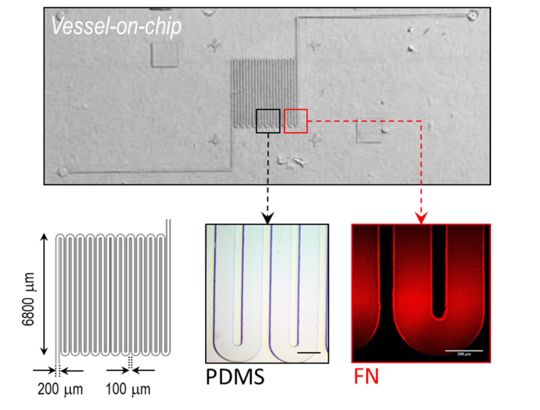 Bioengineering 08 00081 g001