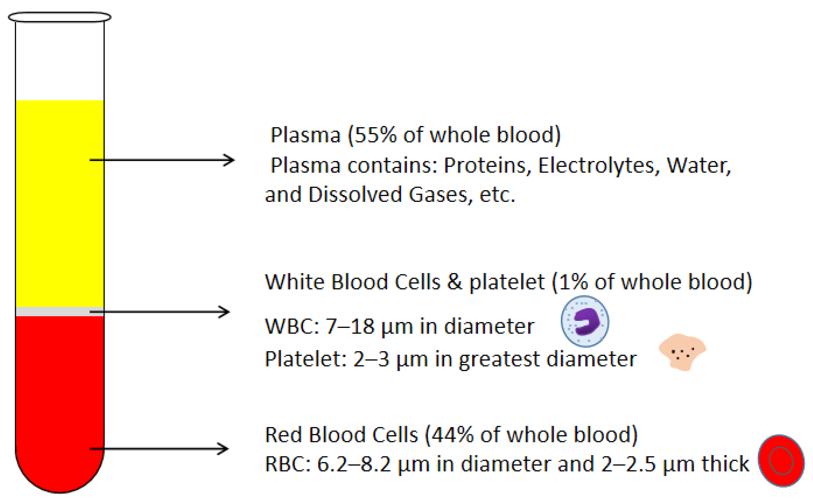 Solved 6. A red blood cell is 7 um in diameter. How many mm