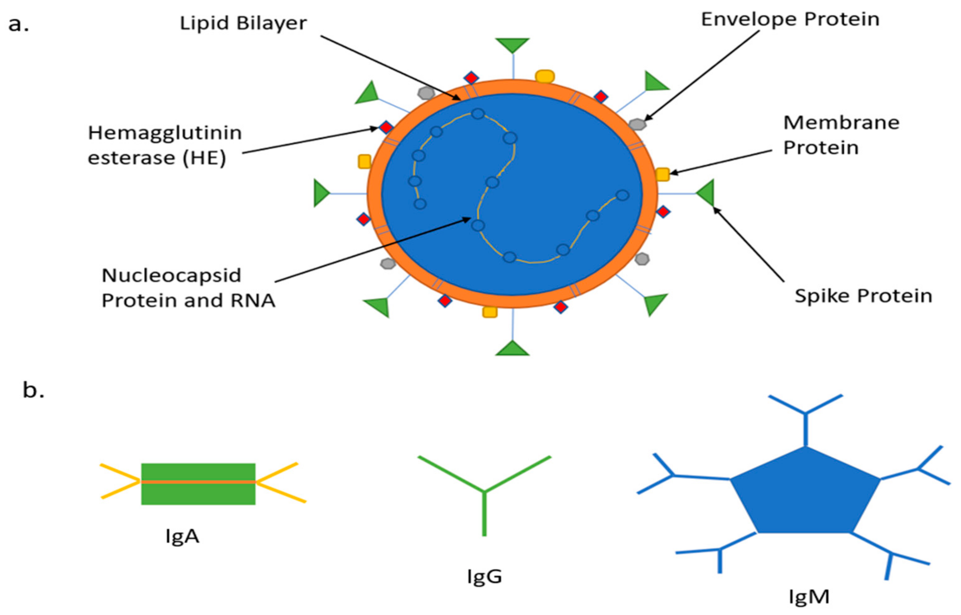Bioengineering 08 00098 g003