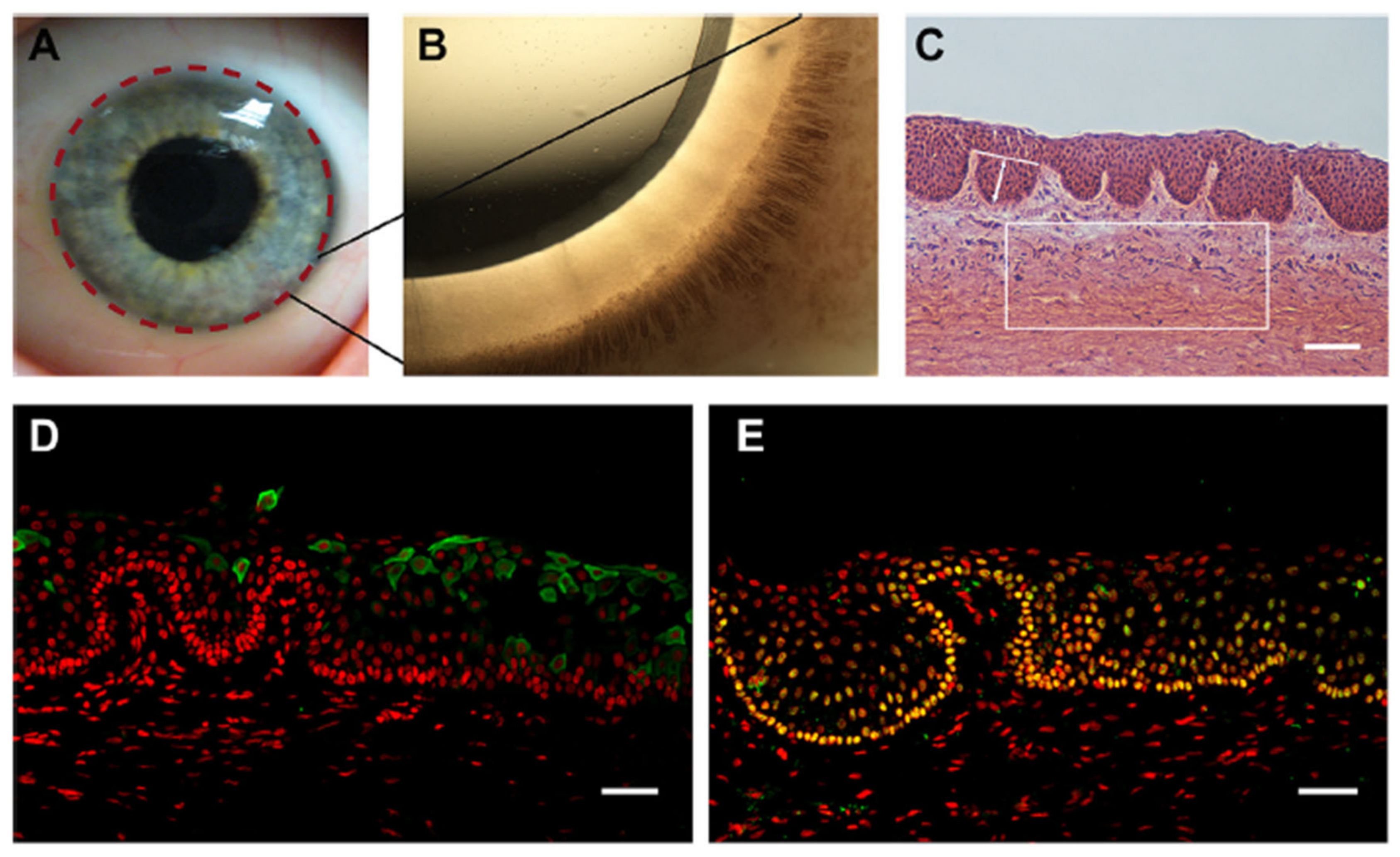 Bioengineering 08 00108 g003 Bioengineering 08 00108 g003