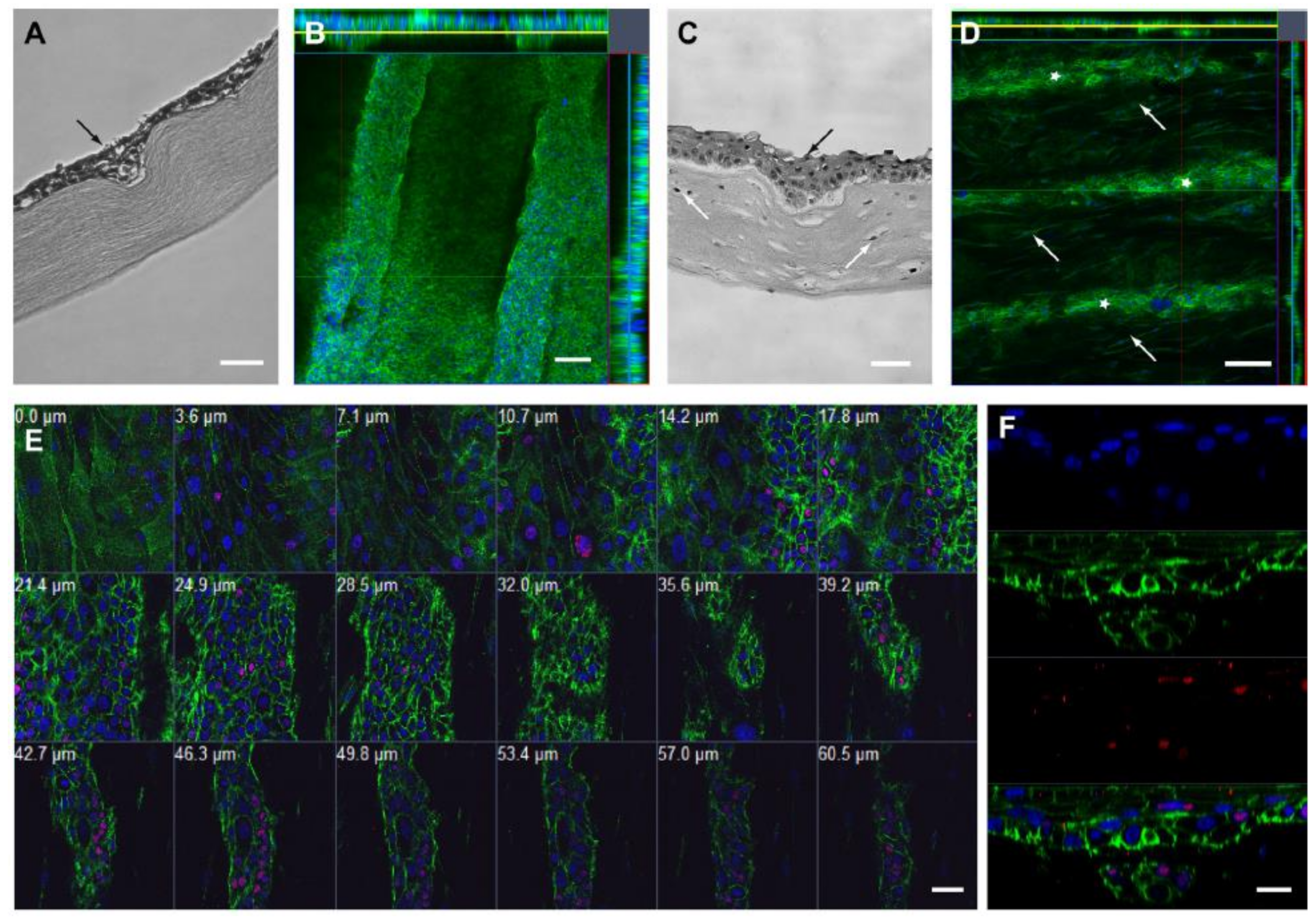 Bioengineering 08 00108 g008 Bioengineering 08 00108 g008