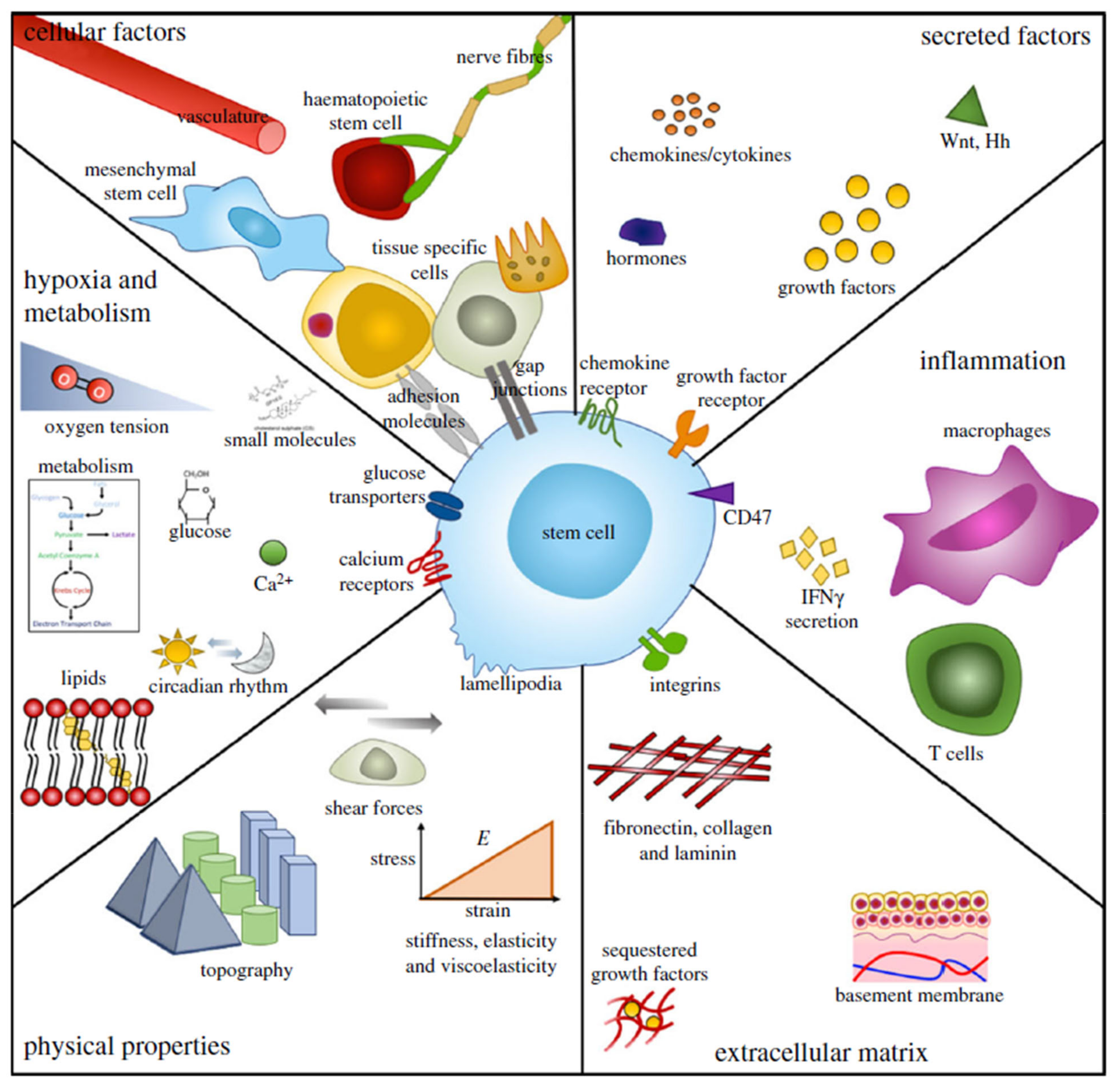 Bioengineering 08 00108 g009 Bioengineering 08 00108 g009