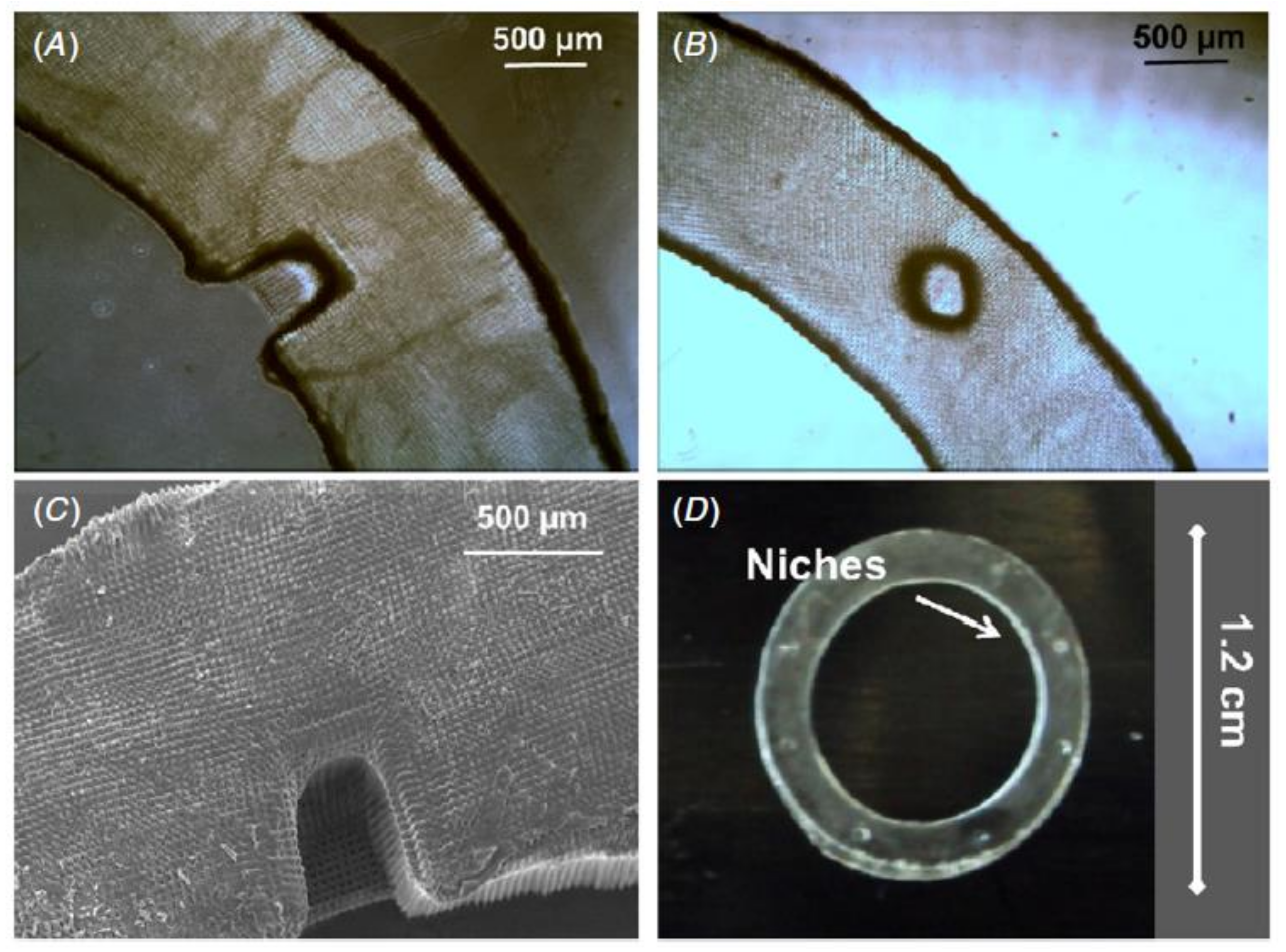 Bioengineering 08 00108 g010 Bioengineering 08 00108 g010