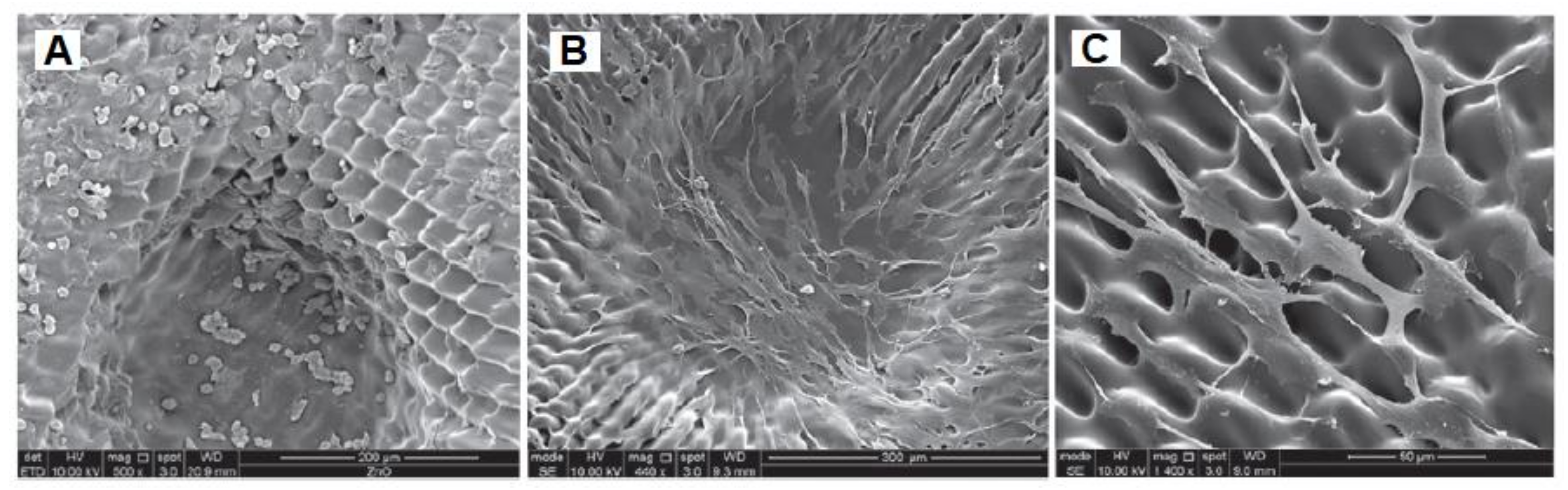 Bioengineering 08 00108 g011 Bioengineering 08 00108 g011
