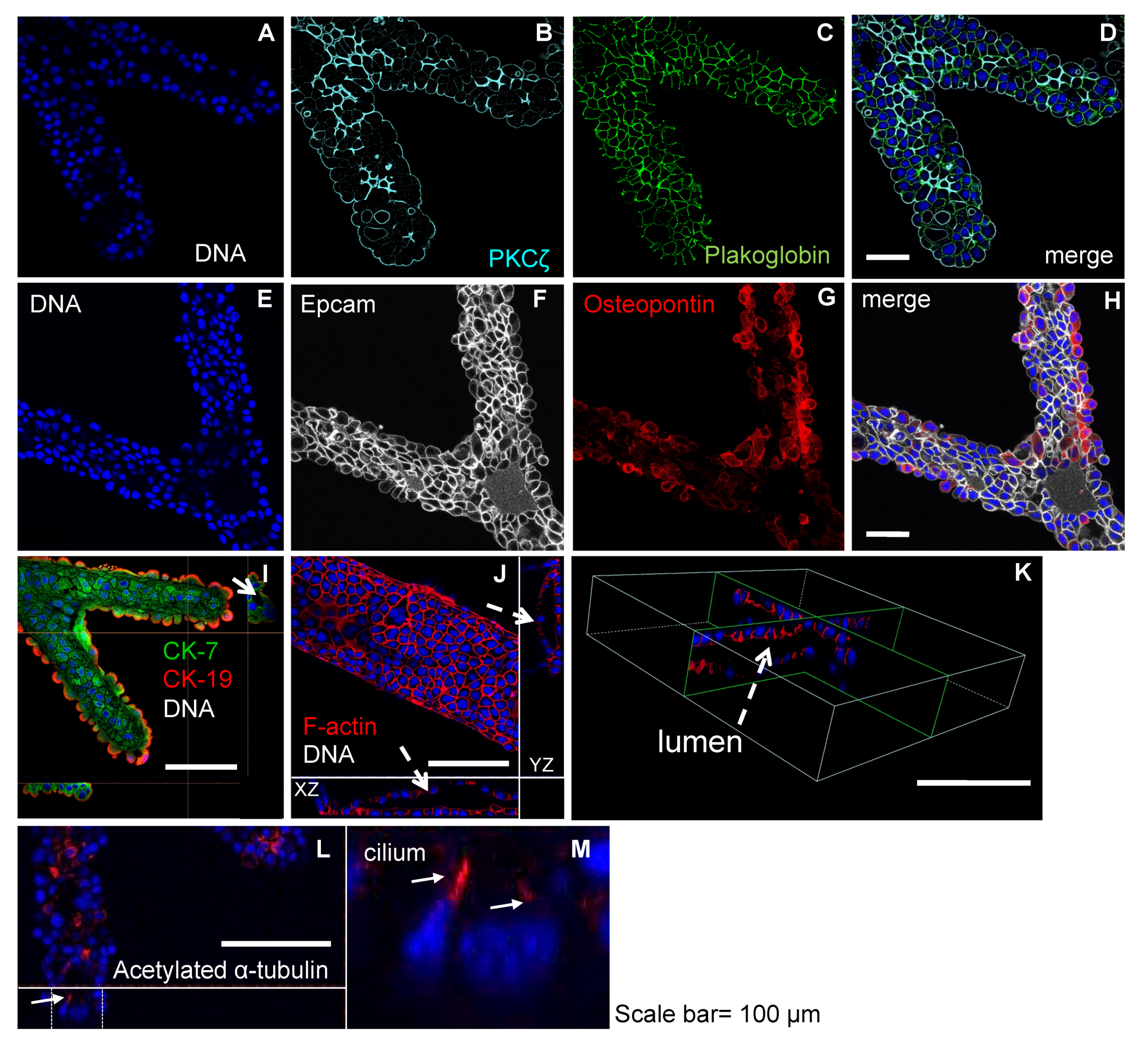 Bioengineering 08 00112 g004