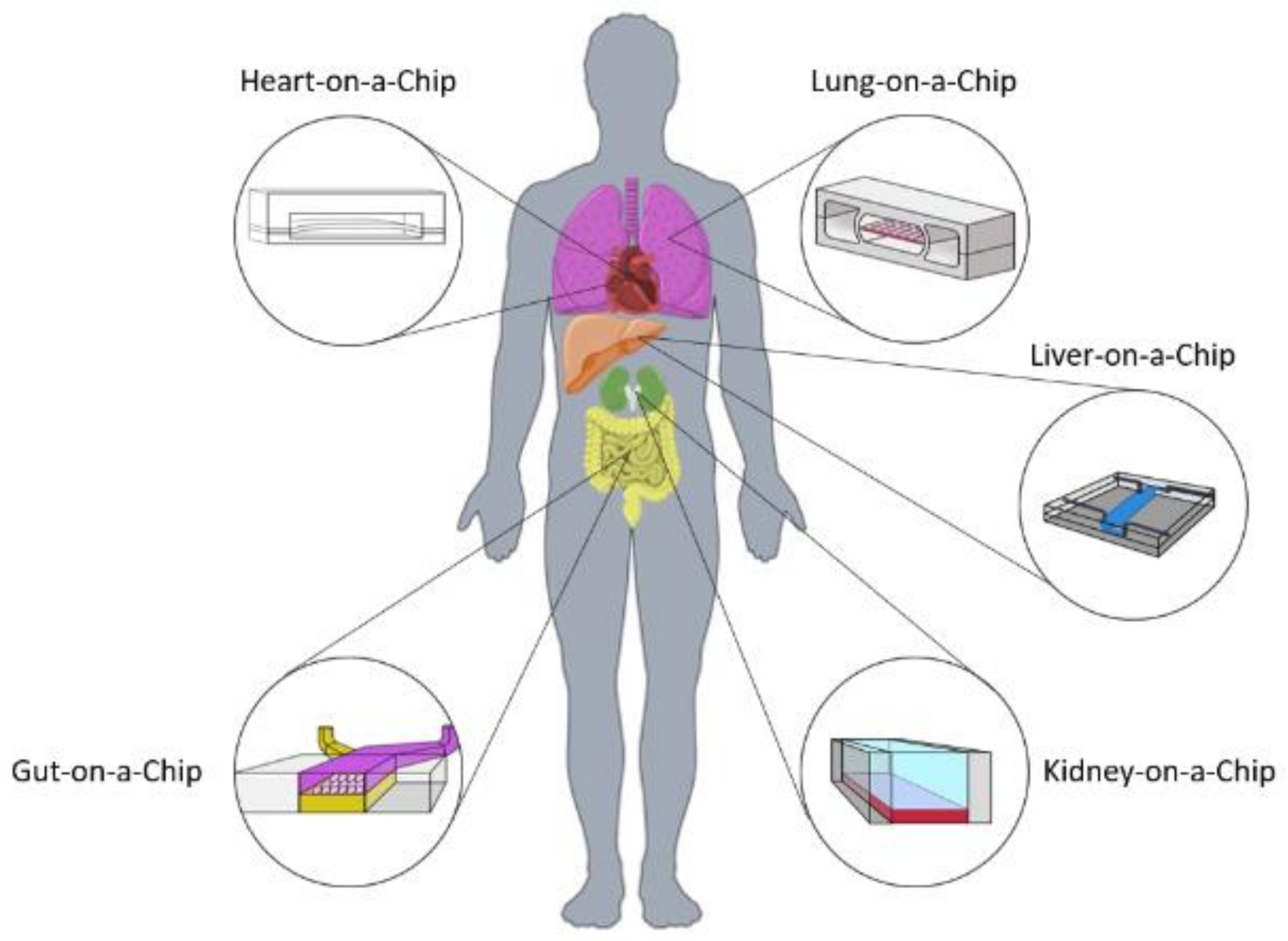 Bioengineering Free Full Text A Review Of Biomaterials And Scaffold Fabrication For Organ On A Chip Ooac Systems Html Bioengineering Free Full Text A Review Of Biomaterials And Scaffold Fabrication For Organ On A Chip Ooac Systems Html