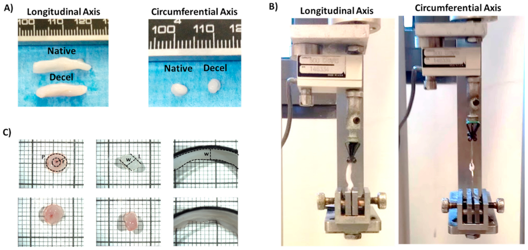 Bioengineering 08 00118 g004