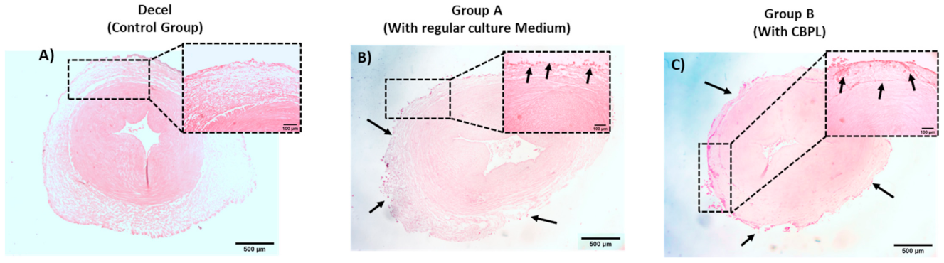 Bioengineering 08 00118 g007