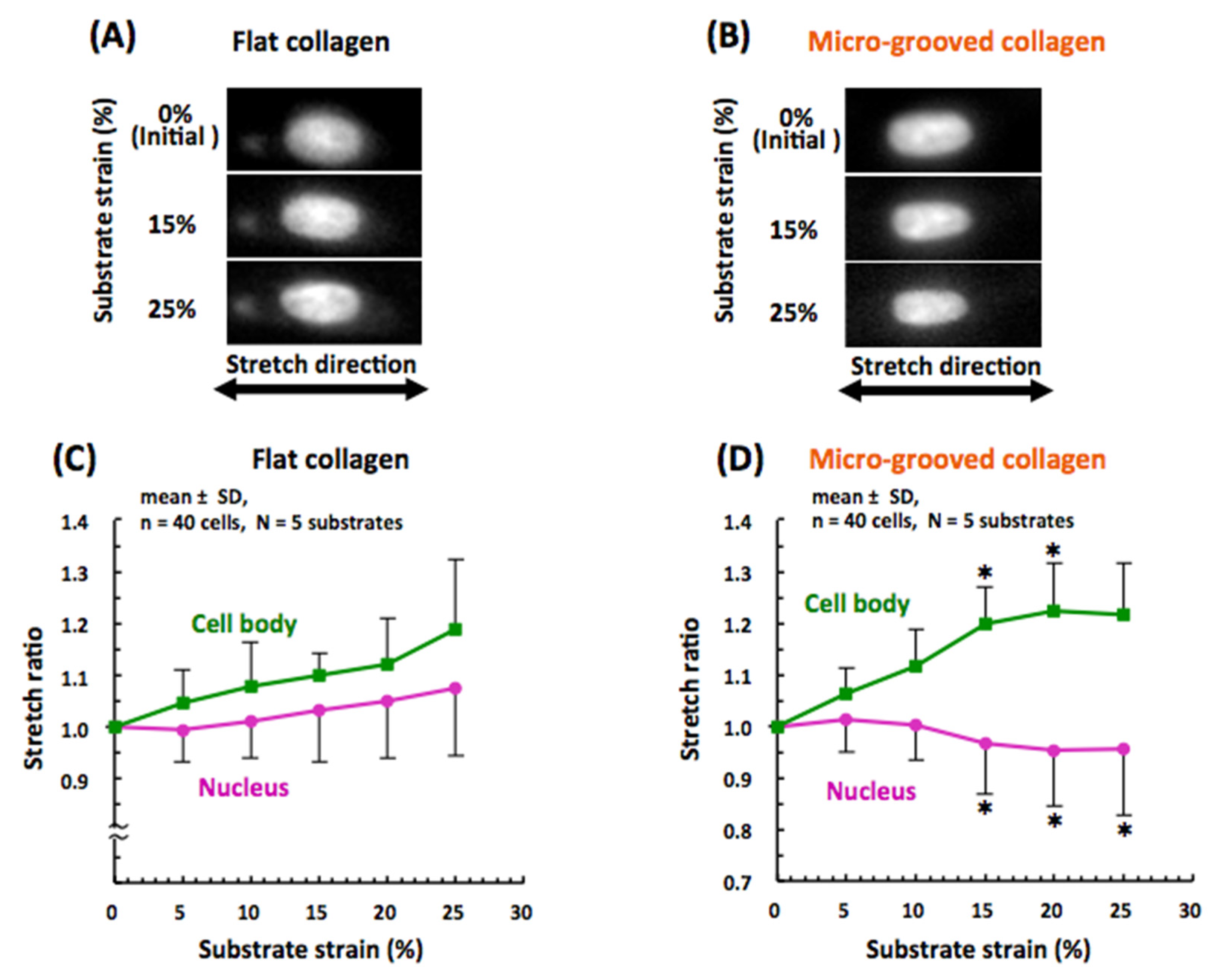 Bioengineering 08 00124 g005