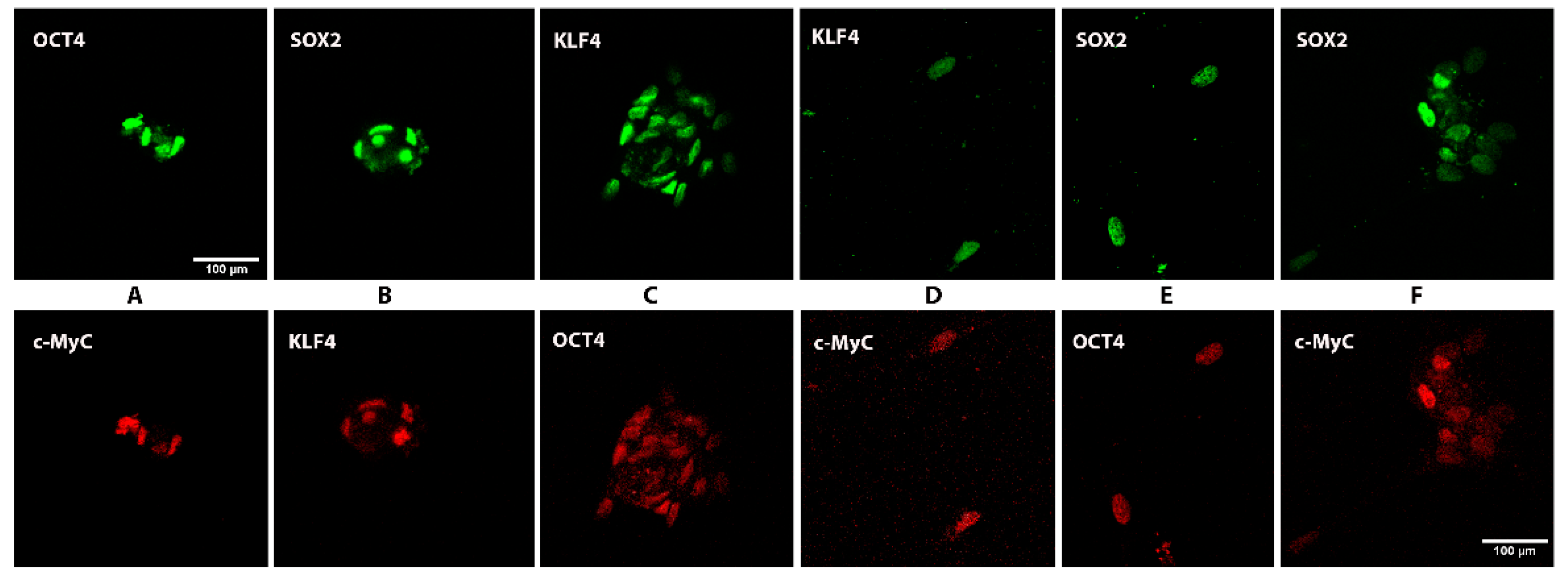 Bioengineering 08 00132 g002