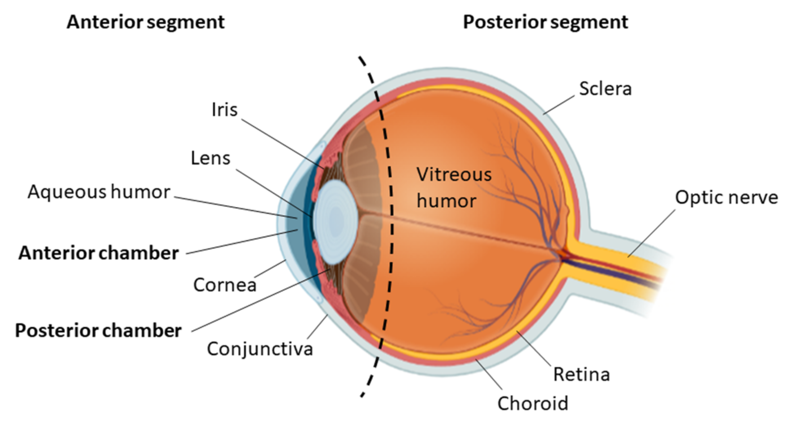 Eye (Ocular) Cancer > Fact Sheets > Yale Medicine